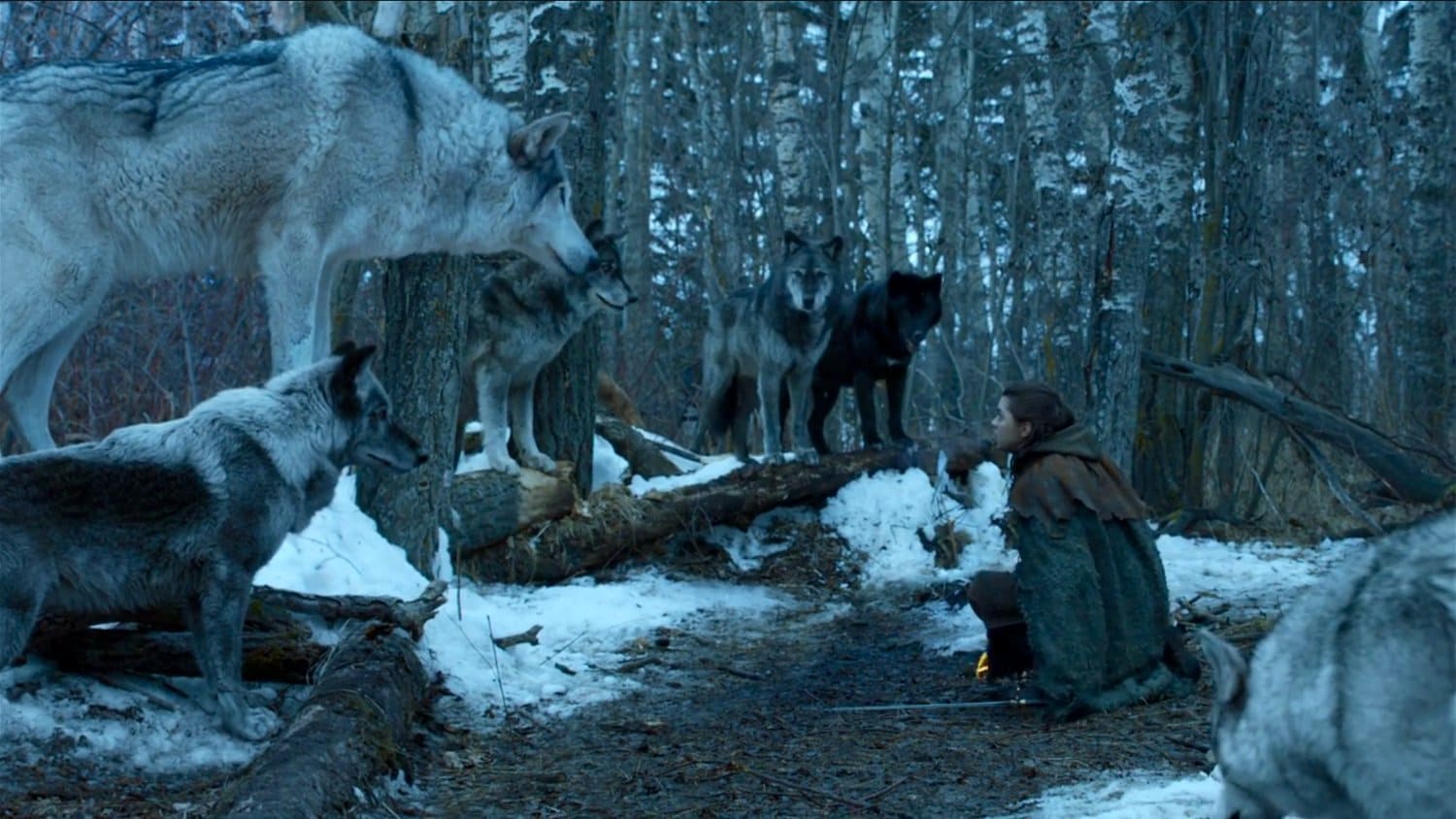 10. Arya's direwolf.