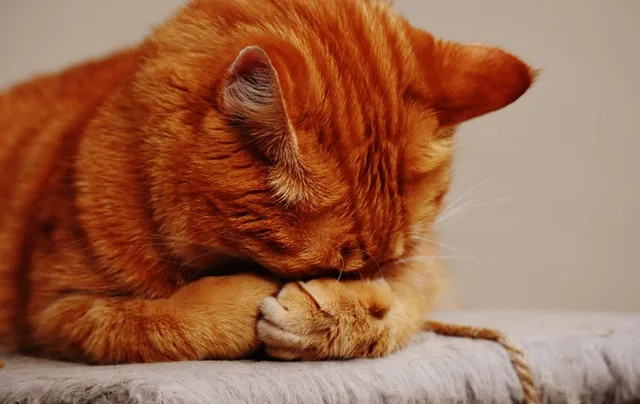Short Story - Sick Cat