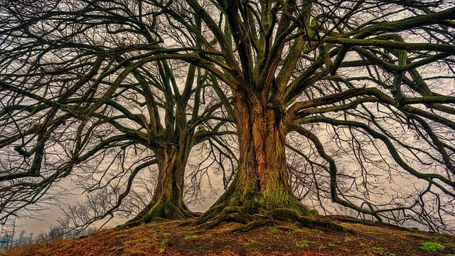 Short Story - The Ugly Tree